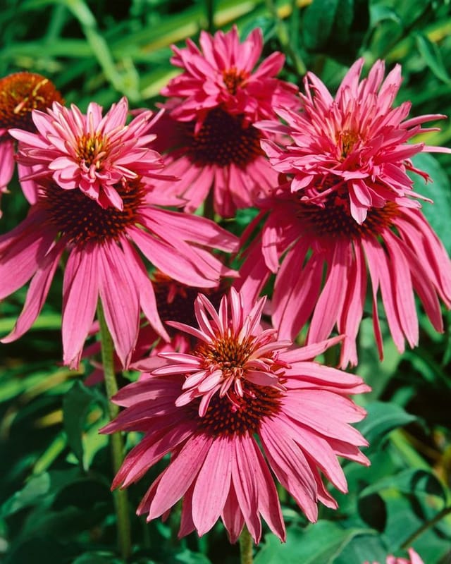 Echinacea Purpurea Doppeldecker Roter Sonnenhut Ca. 9x9 cm Topf
