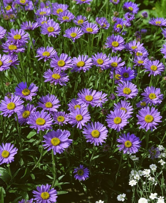 Aster Turbinellus Glattblattaster Ca. 9x9 cm Topf