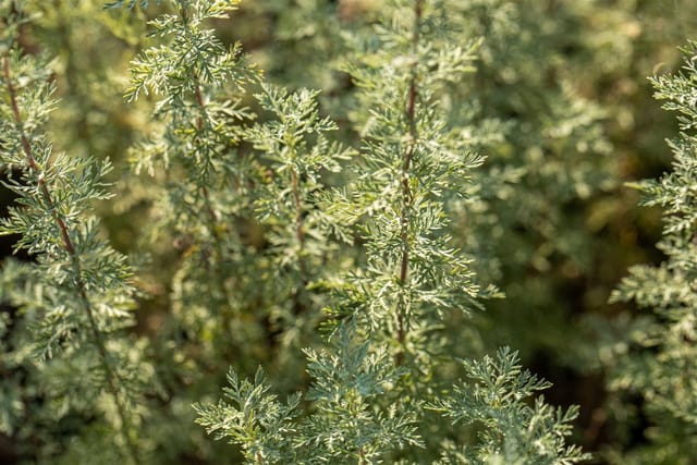 Artemisia Absinthium Wermut Ca. 9x9 cm Topf