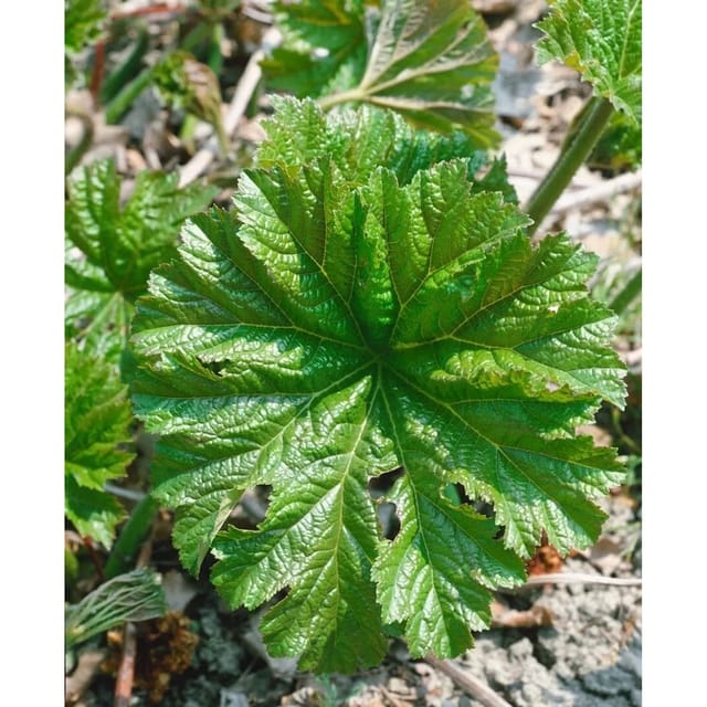 Darmera Peltata Schildblatt Ca. 11x11 cm Topf