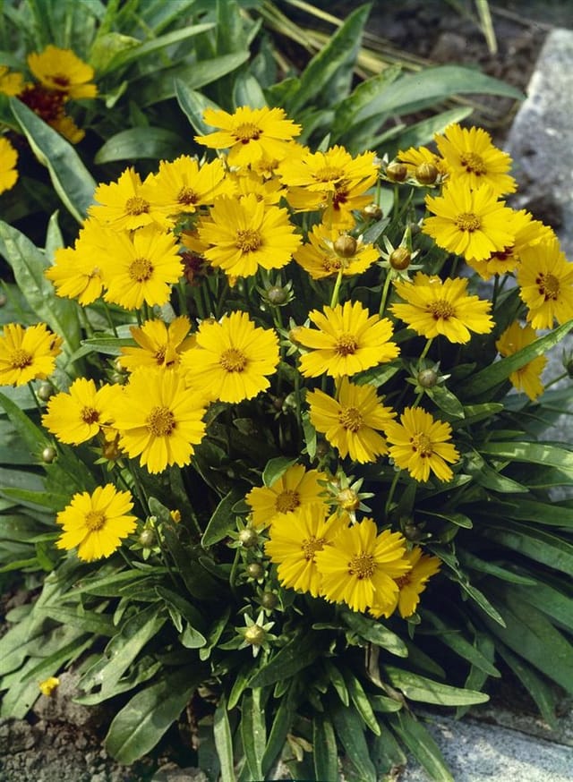 Coreopsis Grandiflora Sonnenkind Großblumiges Mädchenauge Ca. 9x9 cm Topf