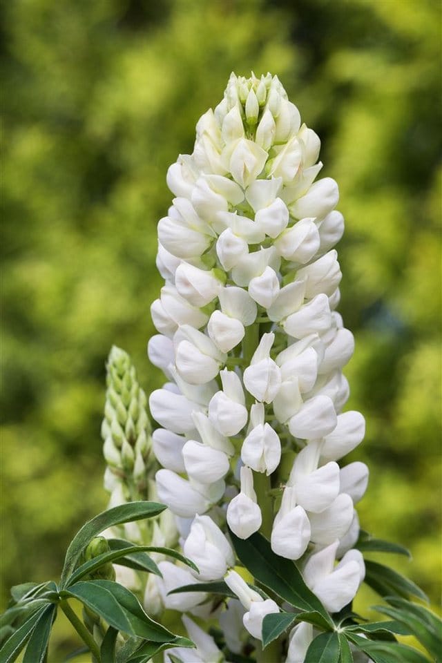 Lupinus Polyphyllus Fräulein Vielblättrige Lupine Ca. 11x11 cm Topf