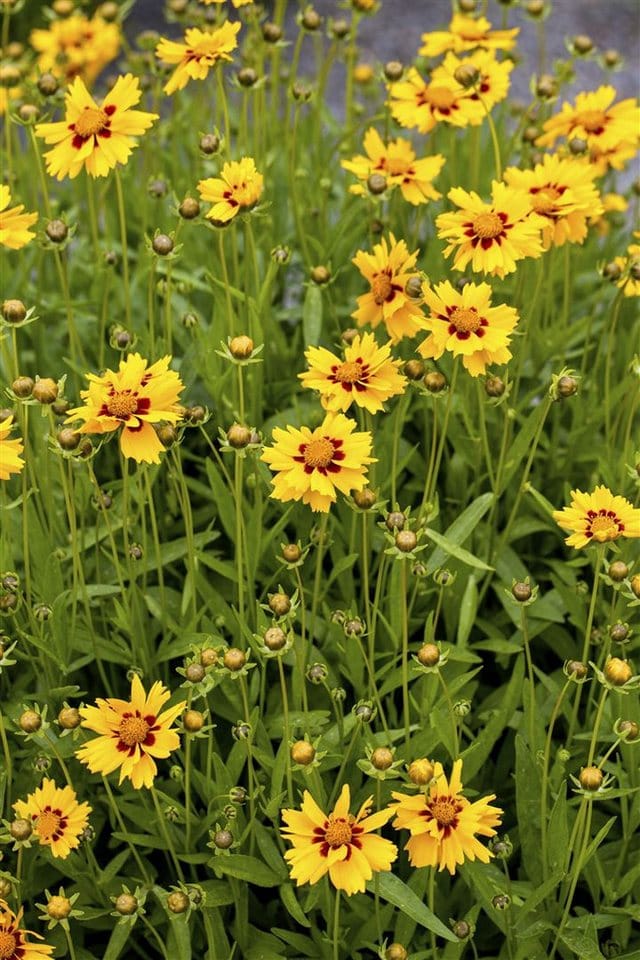Coreopsis Lanceolata Walter Mädchenauge Ca. 9x9 cm Topf