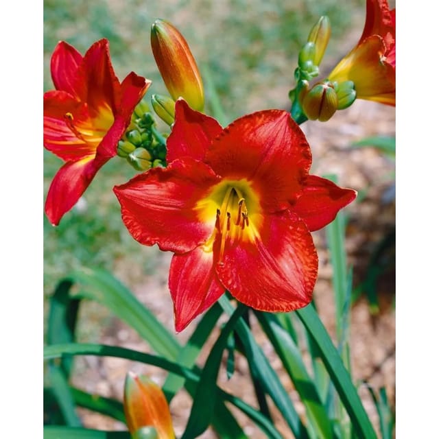 Hemerocallis X Cult. Christmas Is Taglilie Ca. 11x11 cm Topf