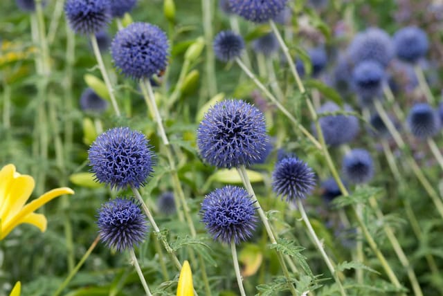 Echinops Banaticus Blue Globe Kugeldistel Ca. 9x9 cm Topf