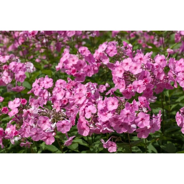 Phlox Amplifolia Minnehaha Großblatt Flammenblume Ca. 9x9 cm Topf