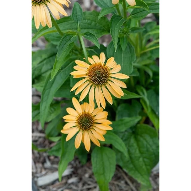 Echinacea Purpurea Harvest Moon R Purpursonnenhut Ca. 11x11 cm Topf
