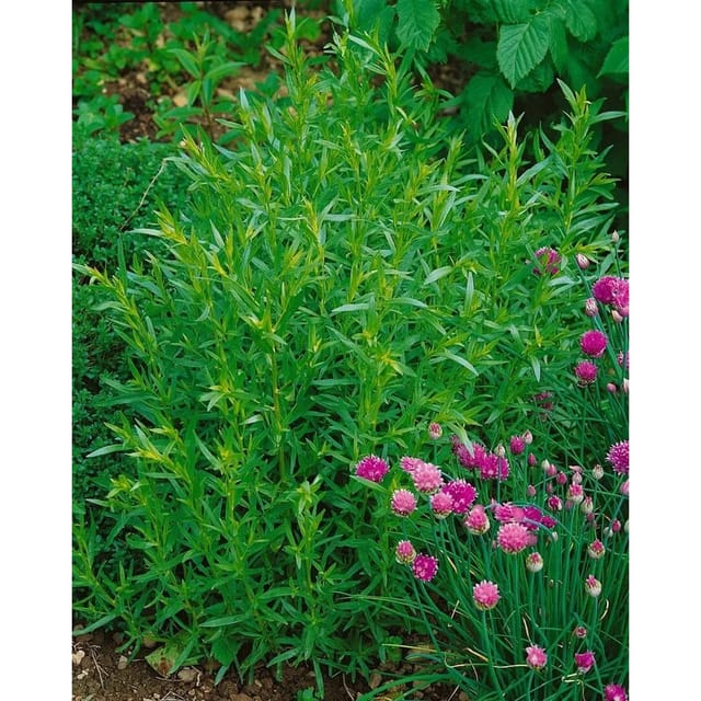 Artemisia Dracunculus French Tarragon Estragon Ca. 9x9 cm Topf