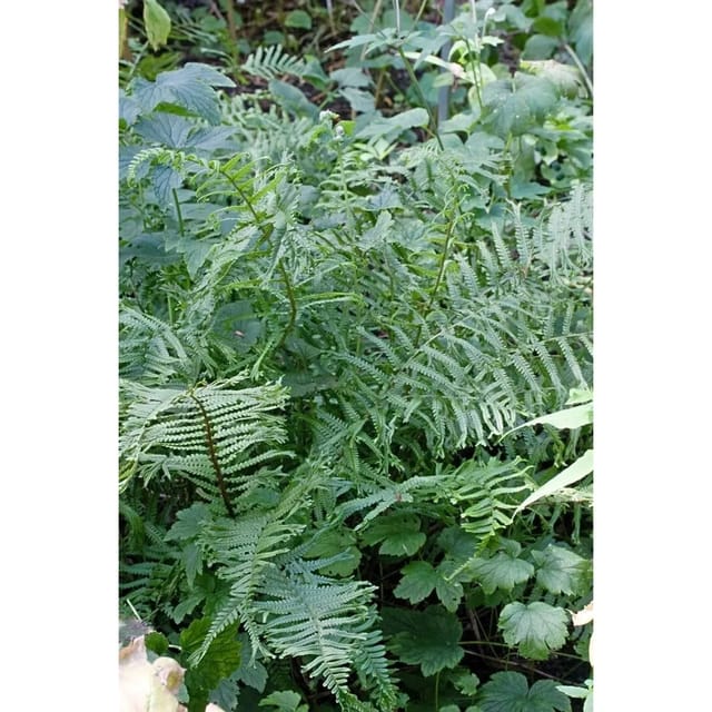 Dryopteris Filix-Mas Linear.Polydactylon Wurmfarn Ca. 9x9 cm Topf
