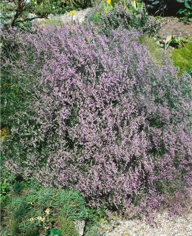 Limonium Latifolium Breitblättriges Strandflieder Ca. 9x9 cm Topf