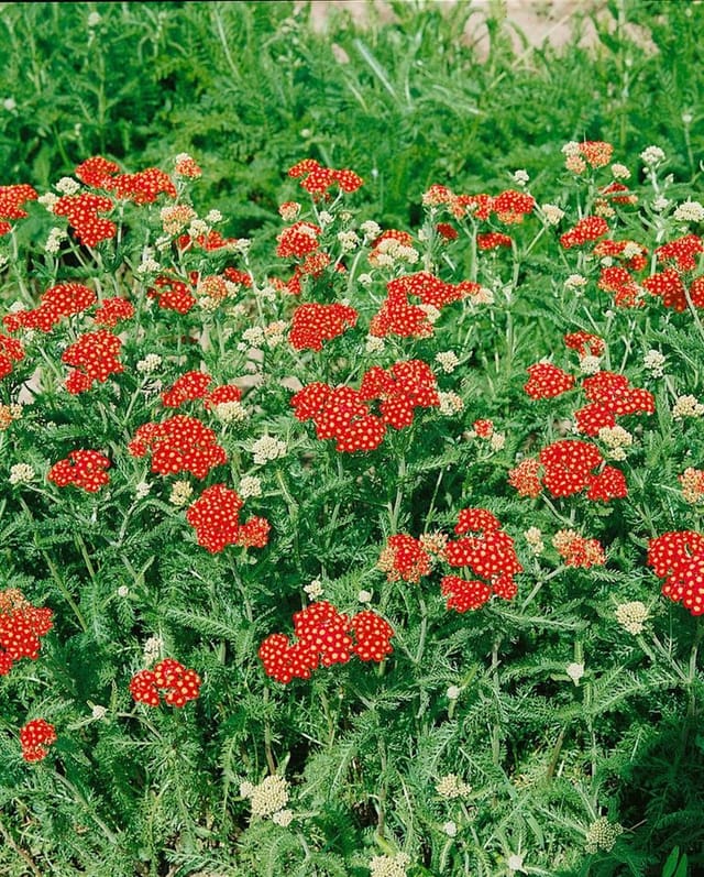 Achillea Millefolium Paprika Schafgarbe Ca. 9x9 cm Topf