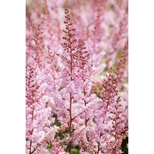 Astilbe Chinensis Serenade Prachtspiere Ca. 9x9 cm Topf