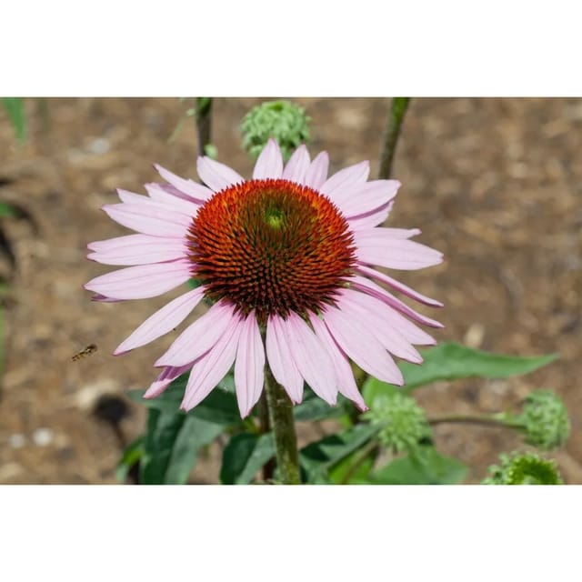 Echinacea Purpurea Hope R Ca. 11x11 cm Topf