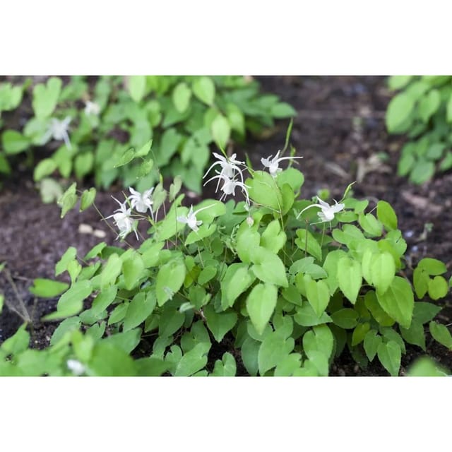 Epimedium X Youngianum Niveum Elfenblume Ca. 9x9 cm Topf