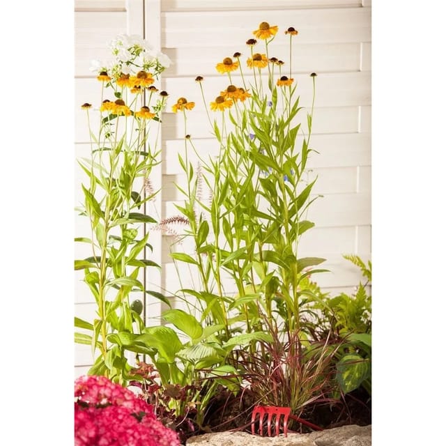 Helenium X Cult. Wyndley Sonnenbraut Ca. 11x11 cm Topf
