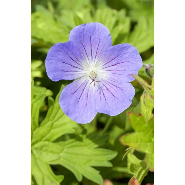 Geranium Pratense Johnson's Blue Wiesen Storchschnabel Ca. 9x9 cm Topf