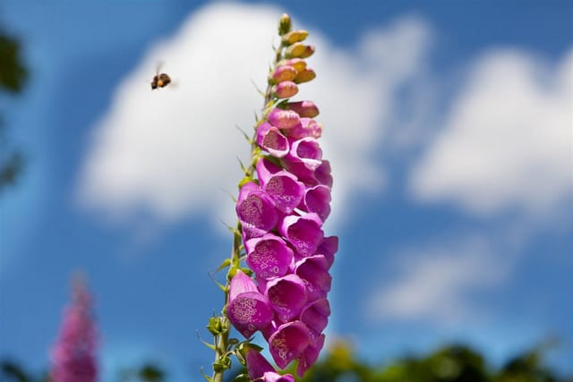 Digitalis Purpurea Roter Fingerhut Ca. 9x9 cm Topf