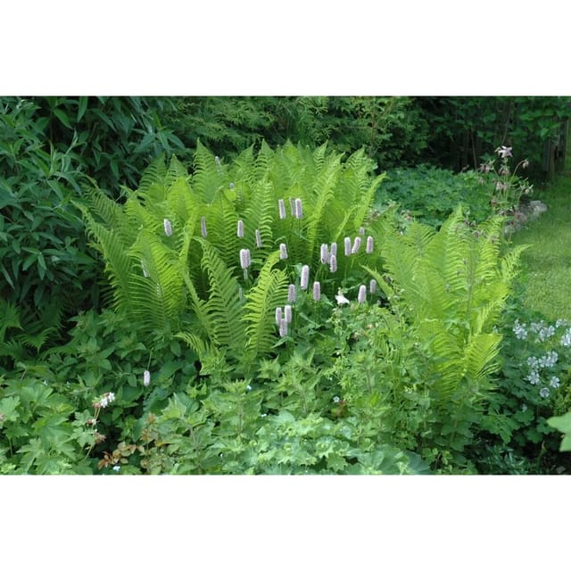Dryopteris Filix-Mas Echter Wurmfarn Ca. 9x9 cm Topf