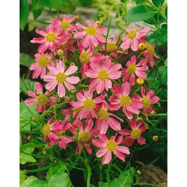 Coreopsis Rosea American Dream Mädchenauge Ca. 11x11 cm Topf