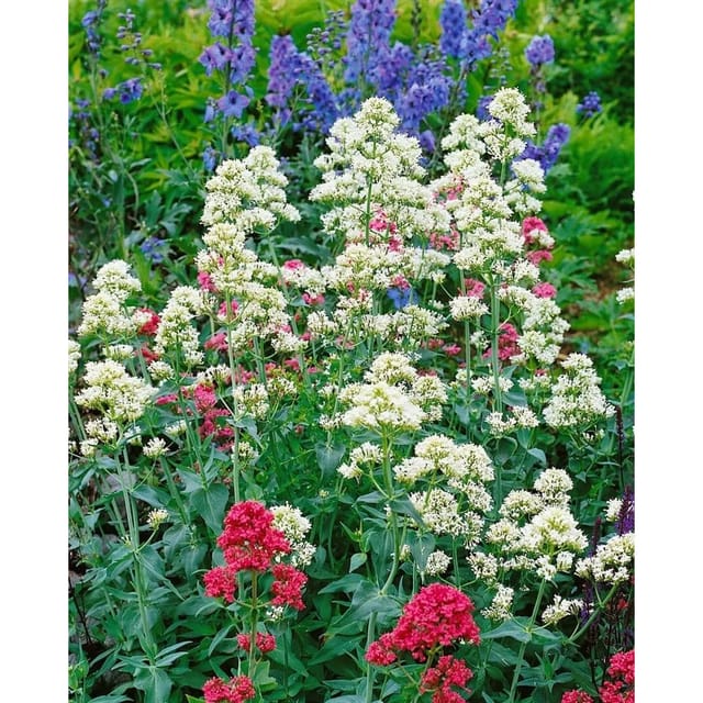 Centranthus Ruber Albus Rote Spornblume Ca. 9x9 cm Topf