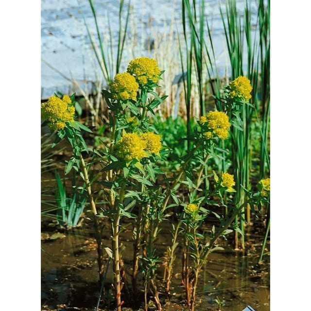 Euphorbia Palustris Teichlaterne Sumpf Wolfsmilch Ca. 9x9 cm Topf