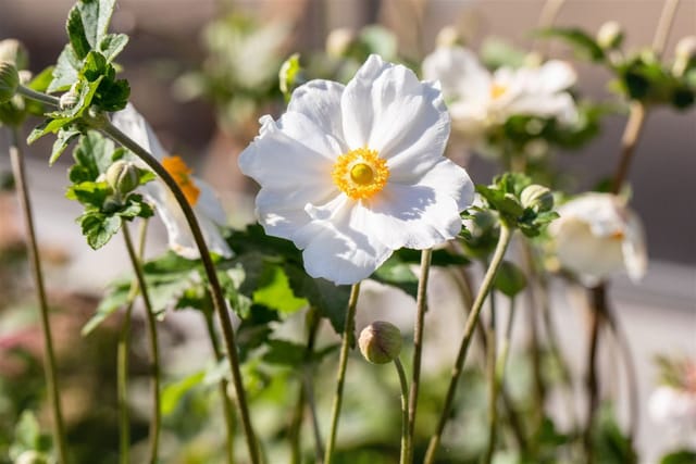 Anemone Japonica Andrea Atkinson Herbstanemone Ca. 9x9 cm Topf