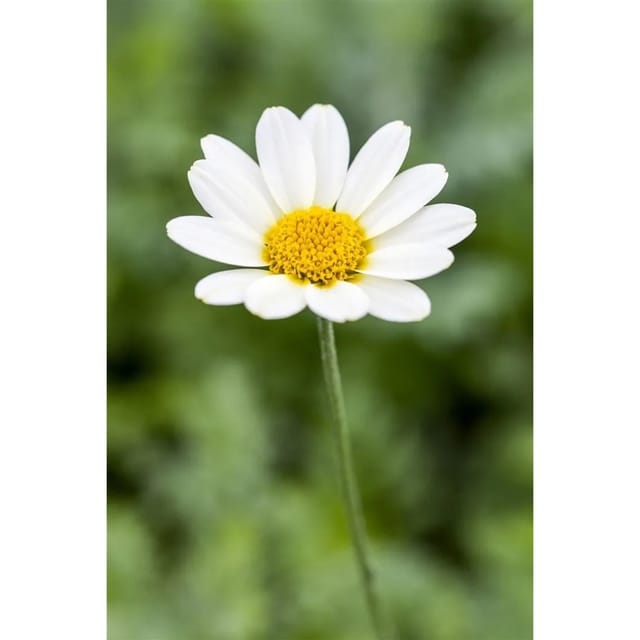 Anthemis Tinctoria Sauce Hollandaise Färberkamille Ca. 9x9 cm Topf