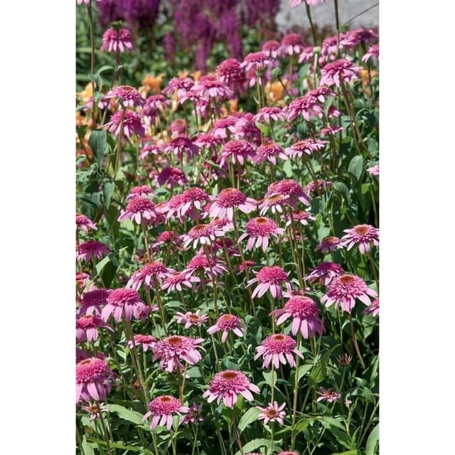 Echinacea Purpurea Razzmatazz Roter Sonnenhut Ca. 11x11 cm Topf