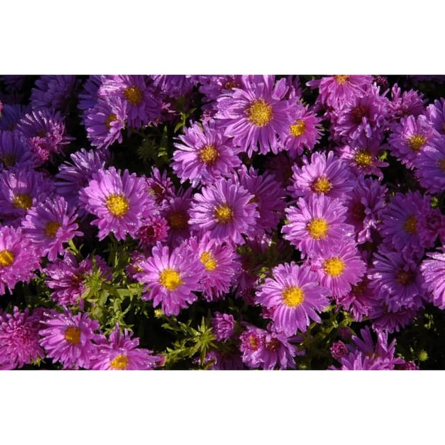 Aster Dumosus Kassel Kissenaster Ca. 9x9 cm Topf