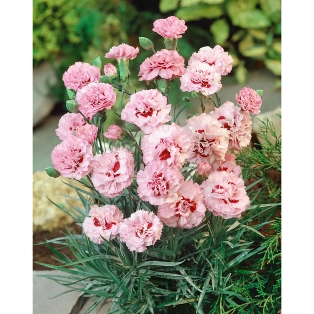 Dianthus Plumarius Ine Pfingstnelke Ca. 9x9 cm Topf