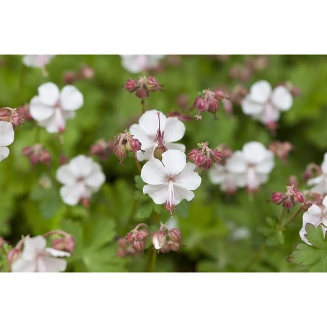 Geranium X Cantabrigiense Saint Ola Cambridge Storchschnabel Ca. 9x9 cm Topf