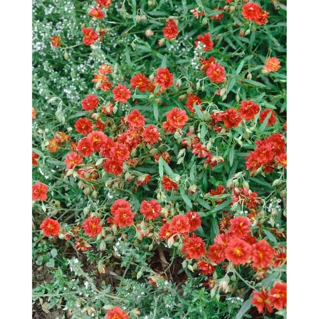 Helianthemum X Cult. Orange Double Sonnenröschen Ca. 9x9 cm Topf