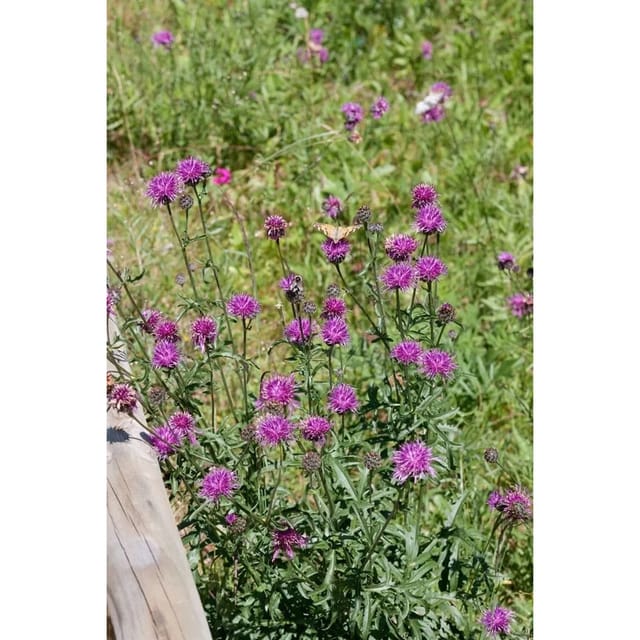 Centaurea Bella Ca. 9x9 cm Topf