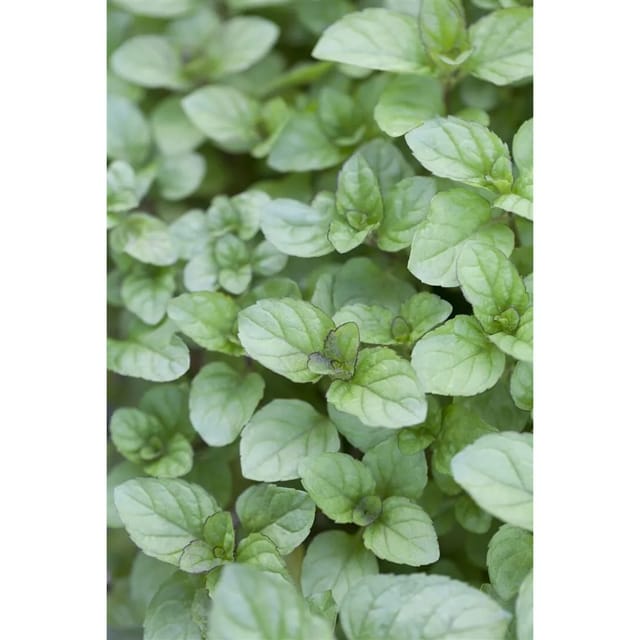 Mentha X Piperita Var.citrata Zitronenminze Ca. 9x9 cm Topf