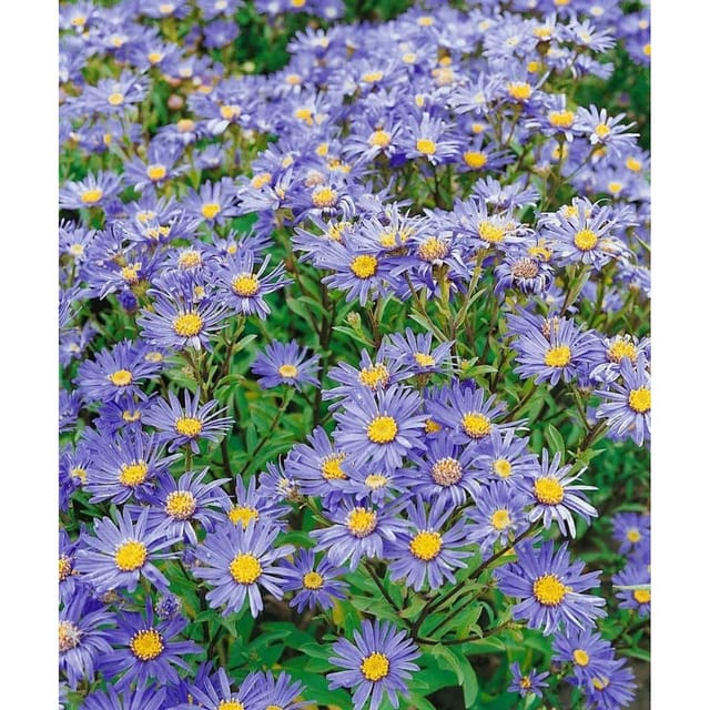 Aster Amellus Danzig Bergaster Ca. 9x9 cm Topf