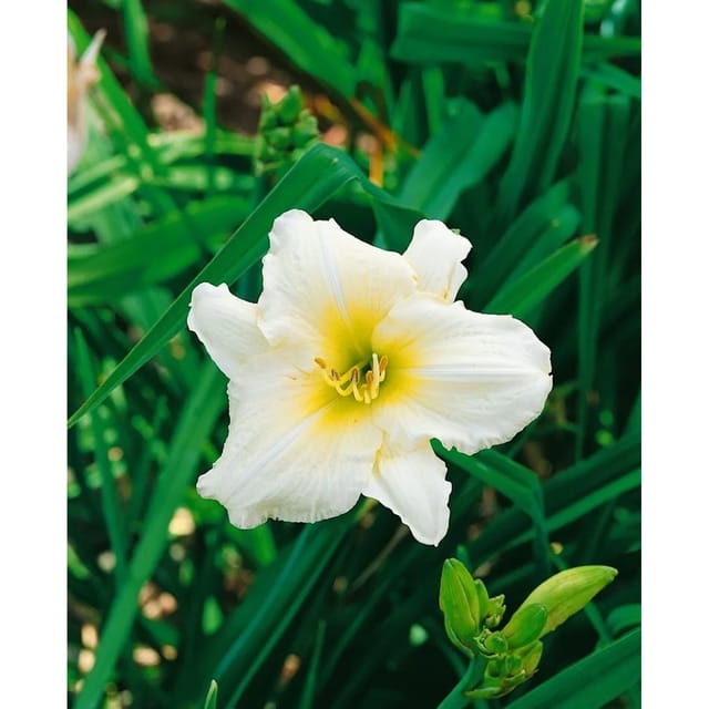 Hemerocallis X Cult Serena Madonna Taglilie Ca. 11x11 cm Topf