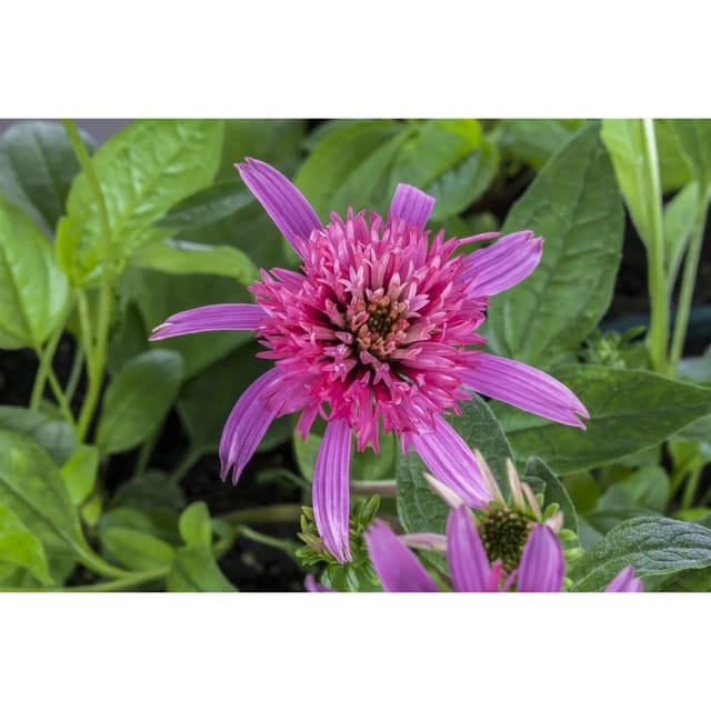 Echinacea Purpurea Pink Double Delight R Purpursonnenhut Ca. 11x11 cm Topf
