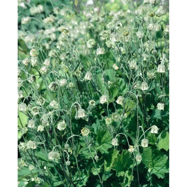 Geum Rivale Album Bachnelkenwurz Ca. 9x9 cm Topf