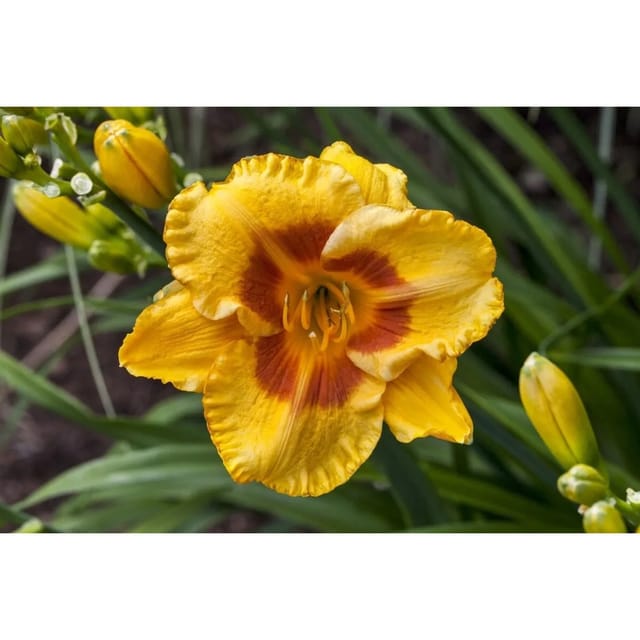 Hemerocallis X Cult. Fooled Me Taglilie Ca. 11x11 cm Topf
