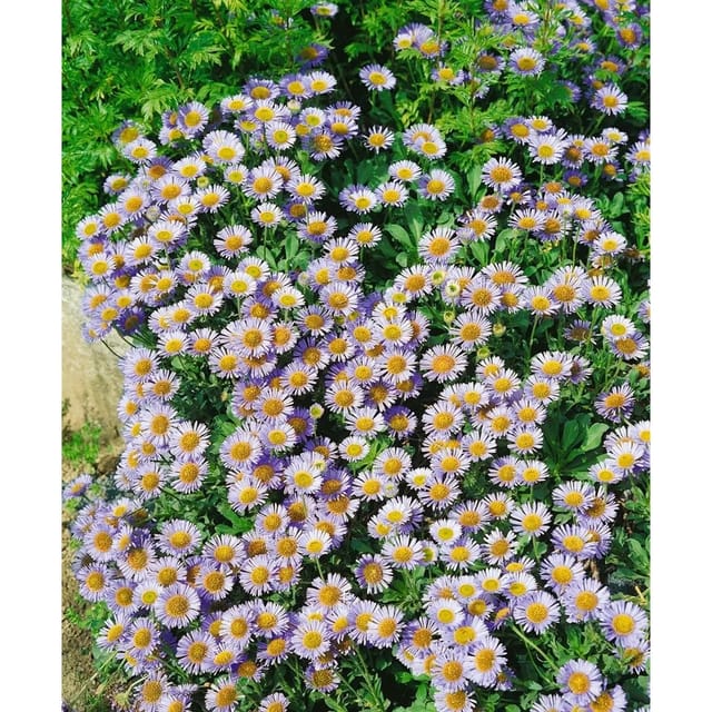 Erigeron Glaucus Strand Berufkraut Ca. 9x9 cm Topf