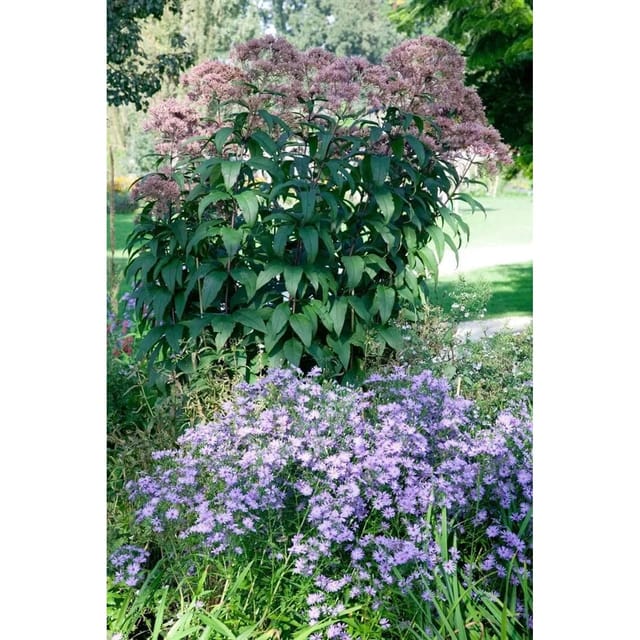 Eupatorium Fistulosum Riesenschirm Wasserdost Ca. 9x9 cm Topf