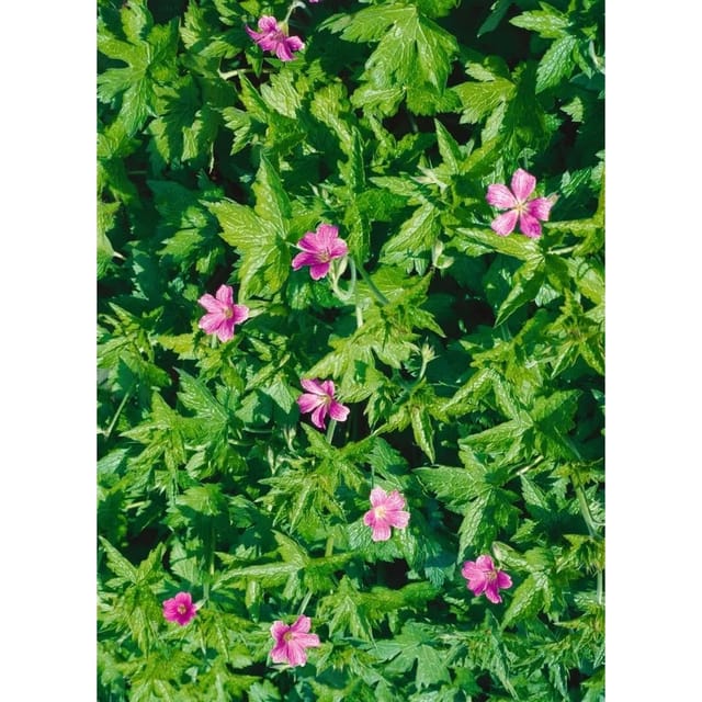 Geranium Palustre Sumpf Storchschnabel Ca. 9x9 cm Topf