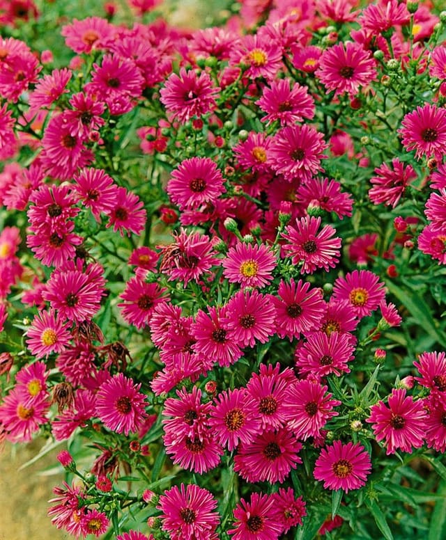 Aster Novae-angliae Rubinschatz Neuengland Aster Ca. 11x11 cm Topf