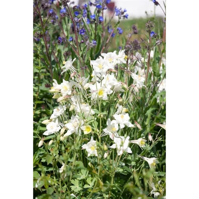 Aquilegia Vulgaris Alba Gewöhnliche Akelei Ca. 9x9 cm Topf