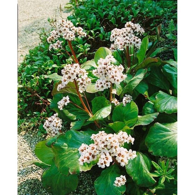 Bergenia Cordifolia Bressingham White Herzblatt Bergenie Ca. 11x11 cm Topf