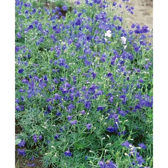 Delphinium Grdfl Blauer Zwerg Rittersporn Ca. 9x9 cm Topf