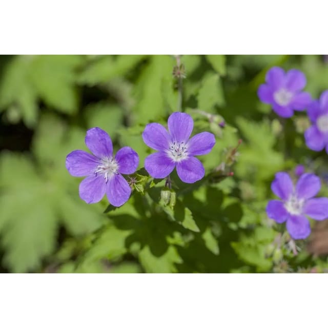 Geranium Sylvaticum Mayflower Wald Storchschnabel Ca. 9x9 cm Topf