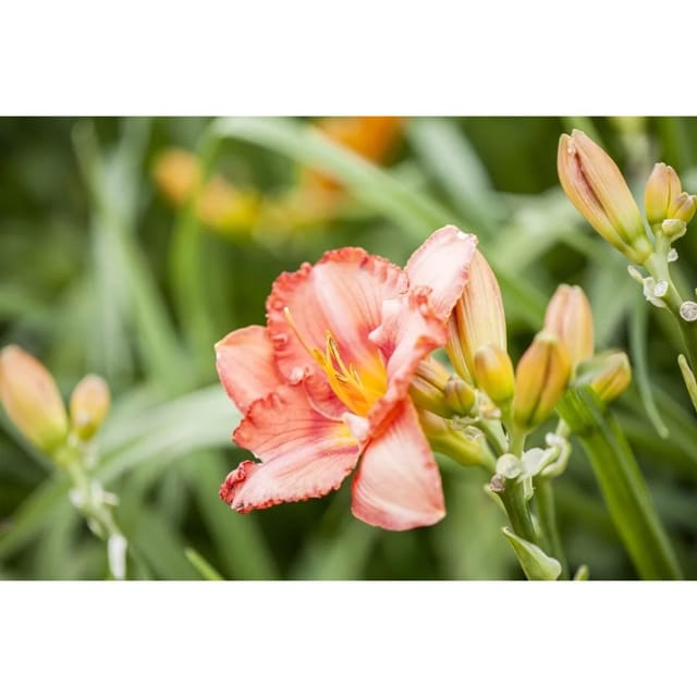 Hemerocallis X Cult. Patricia Fay Taglilie Ca. 11x11 cm Topf