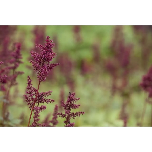Astilbe X Arendsii Glut Prachtspiere Ca. 9x9 cm Topf