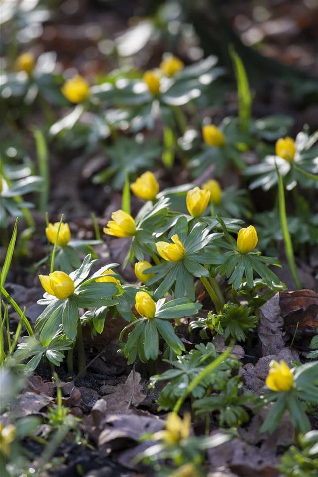 Eranthis Hyemalis Winterling Ca. 9x9 cm Topf